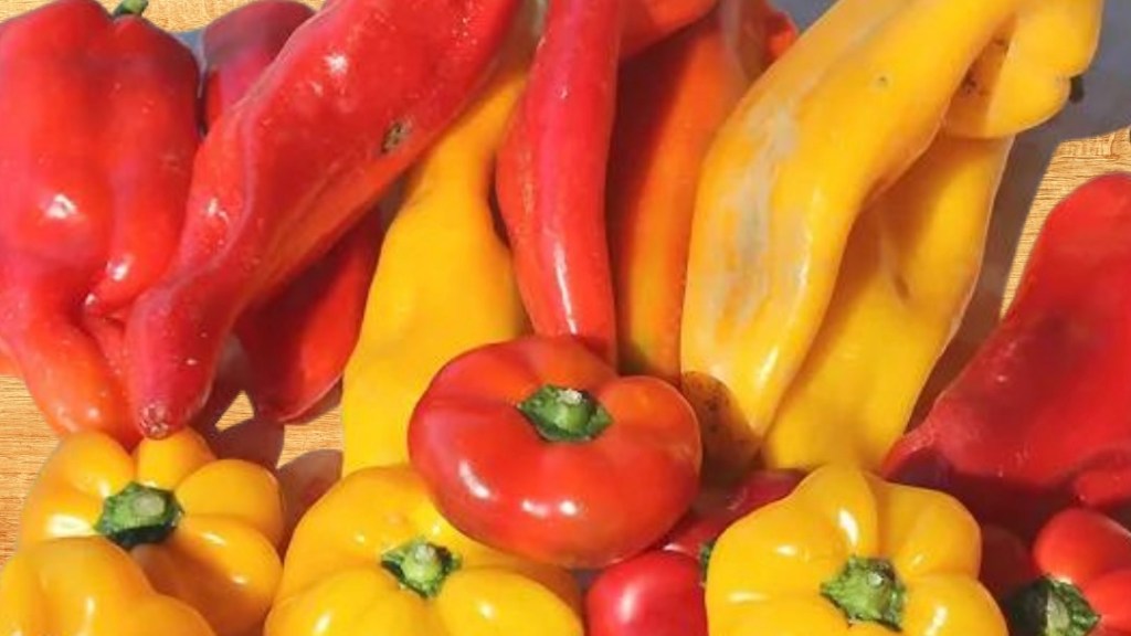 Peperone di Carmagnola – En färgglad symbol för&nbsp;Piemonte